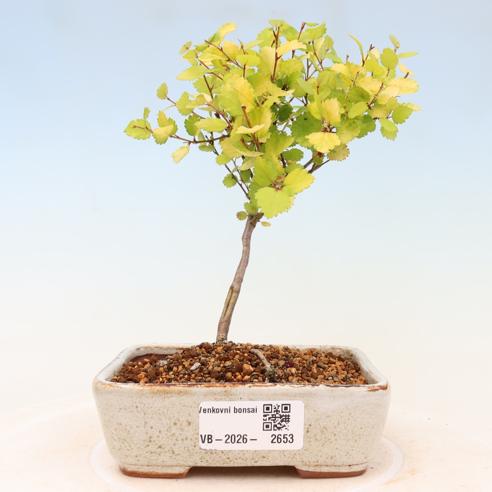 Buitenbonsai - dwergberk - Betula NANA Golden Treasure