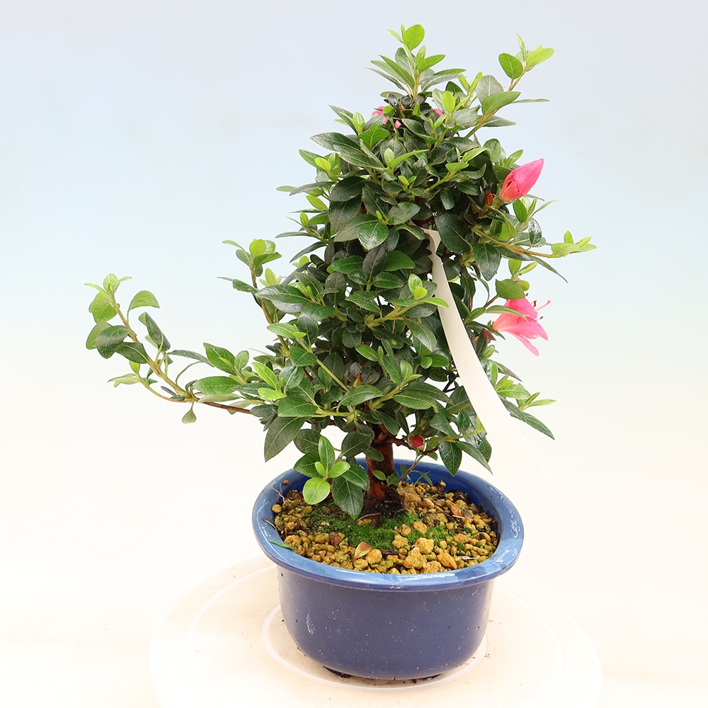 Bonsai voor buiten - Japanse Azalea - Azalea Kobai