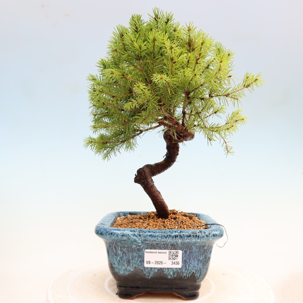Buitenbonsai – Grijze spar – Picea glauca globe
