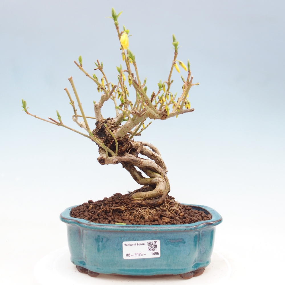Bonsai voor buiten - Zlatice - Forsythia koreana