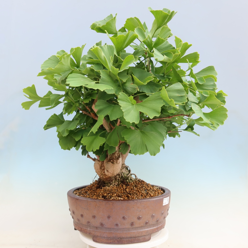 Bonsai voor buiten - Ginkgo biloba