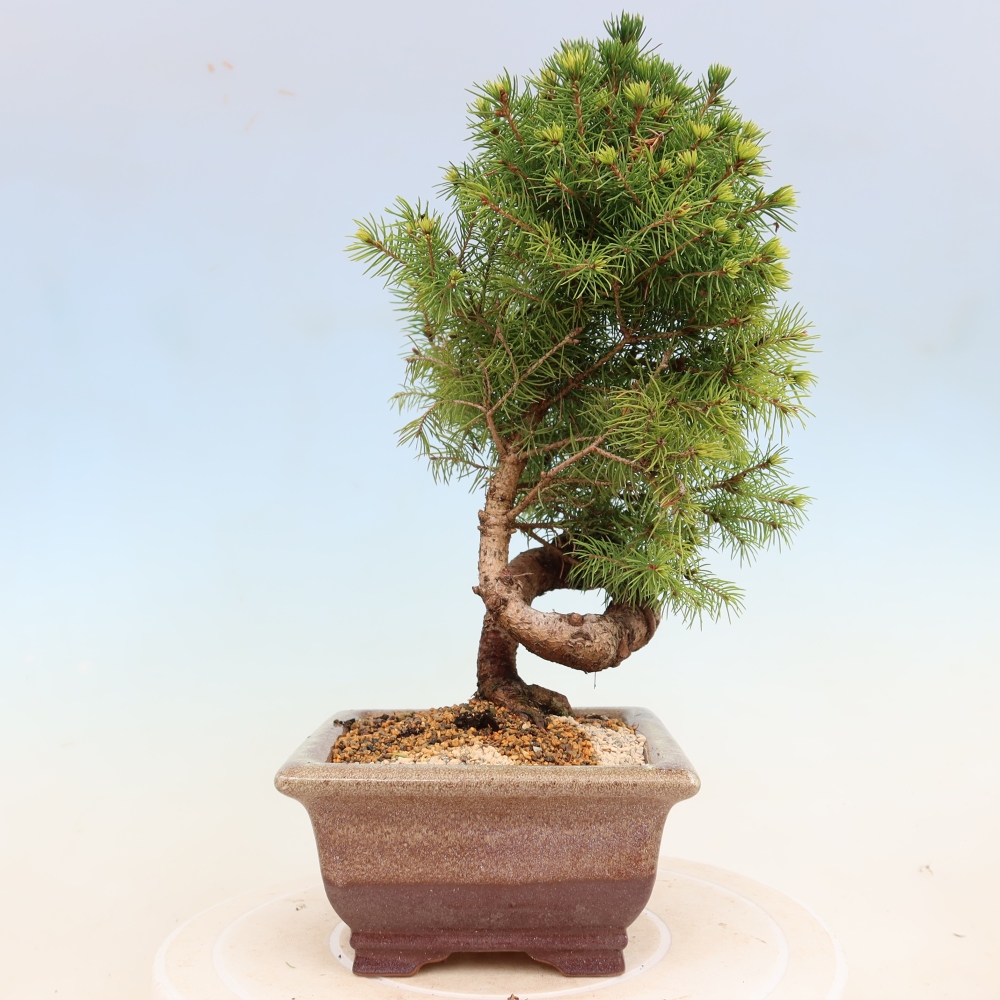 Bonsai voor buiten - Gewone spar - Picea glauca bol