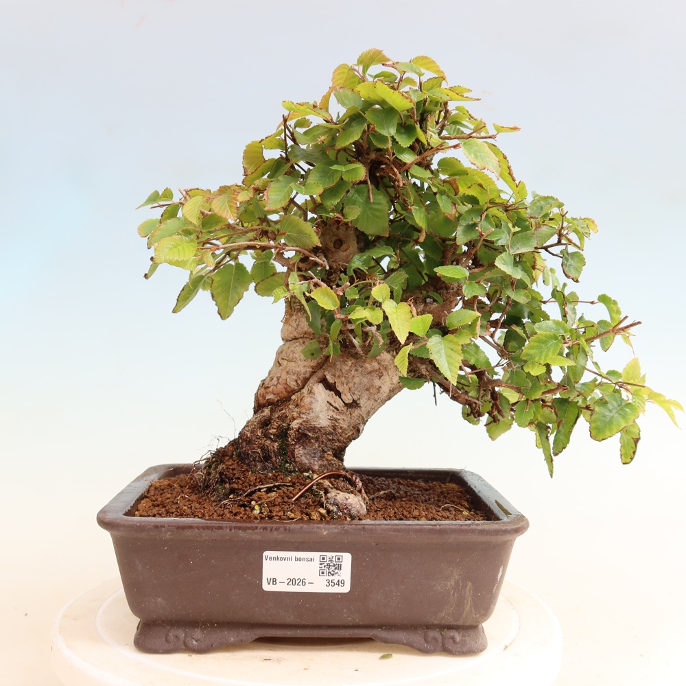 Bonsai voor buiten -Carpinus CARPINOIDES - Koreaanse haagbeuk