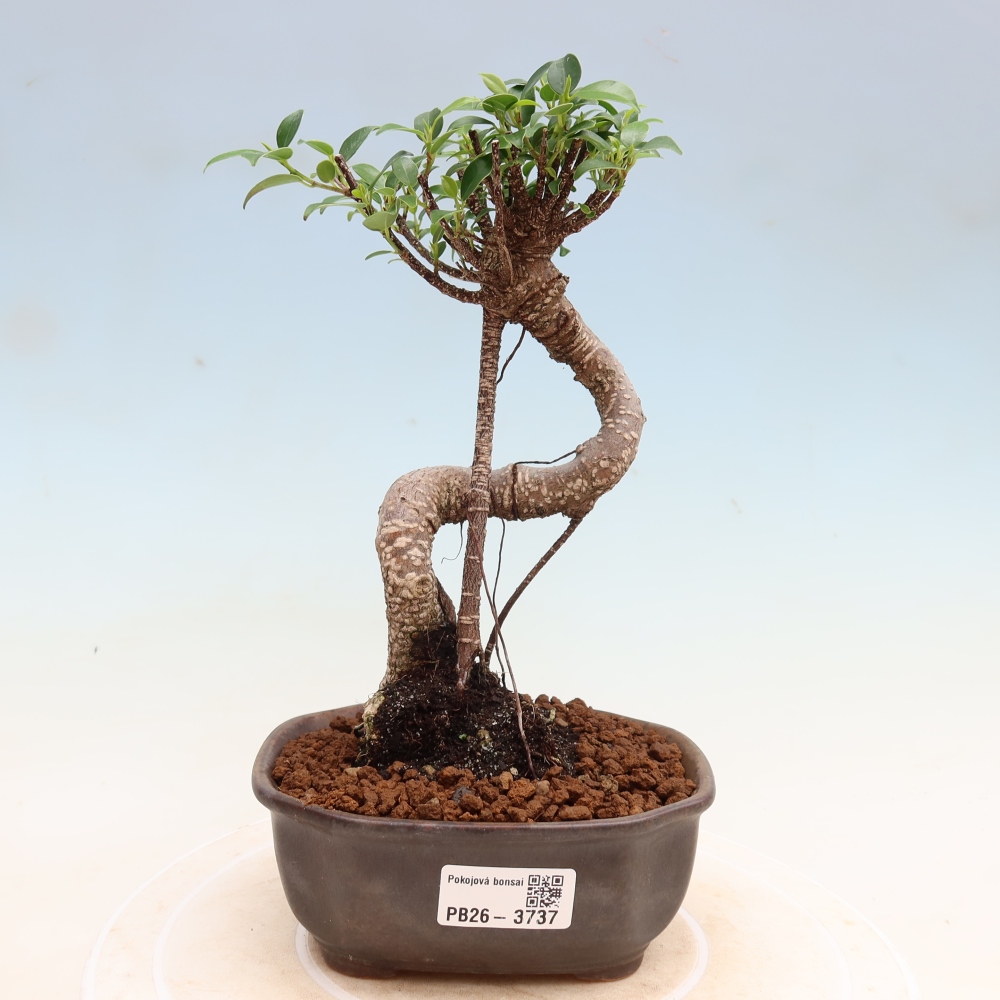 Kamerbonsai - Ficus kimmen - kleinbladige ficus