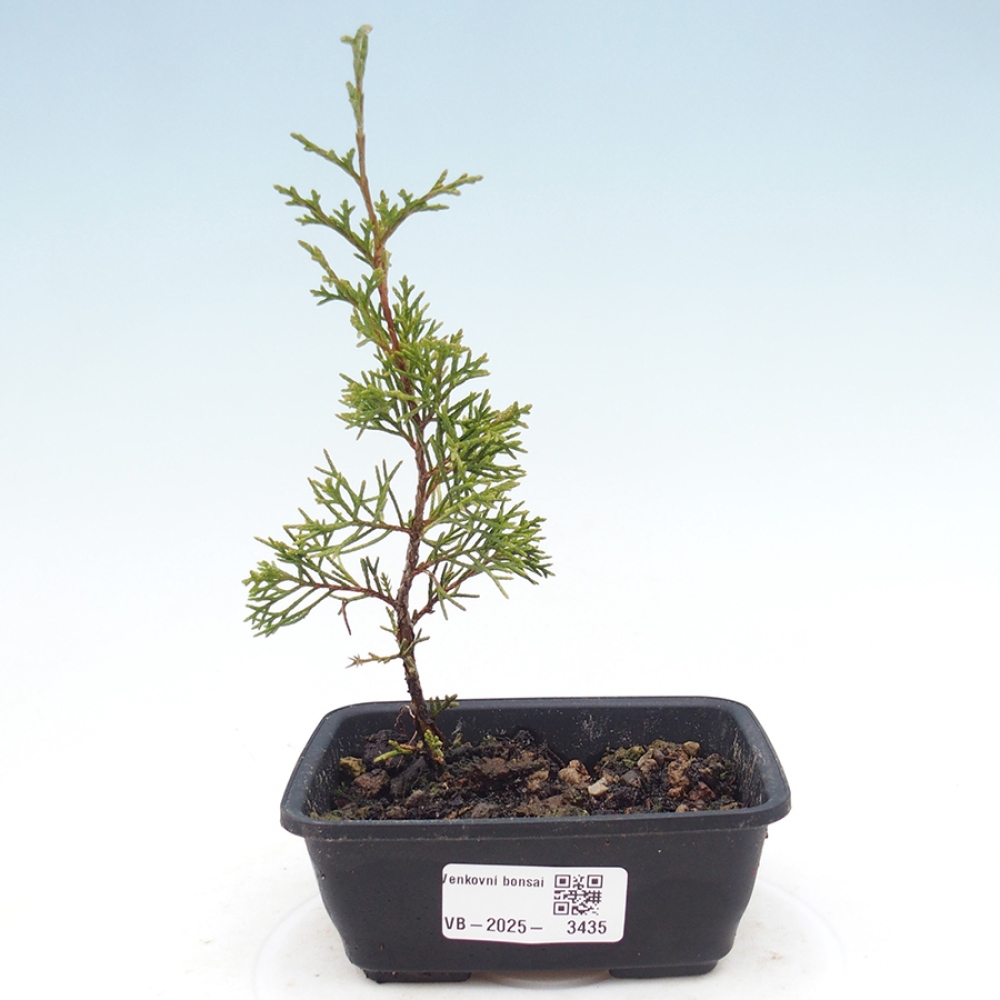 Bonsai voor buiten - Juniperus chinensis Itoigawa