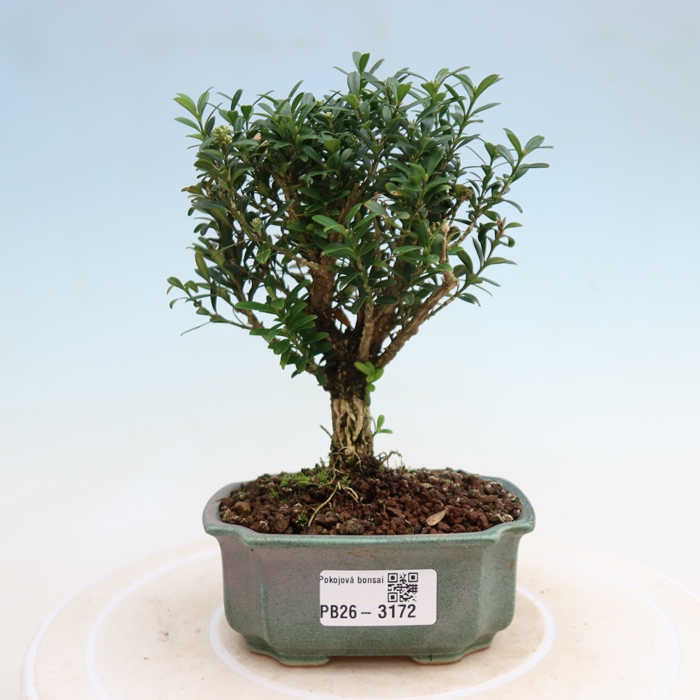Kamerbonsai - Buxus harlandii - kurk buxus