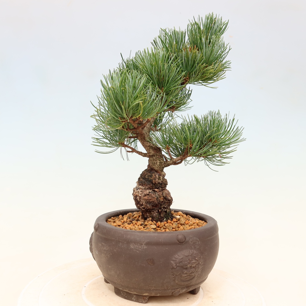Bonsai voor buiten - Pinus parviflora - Pinus parviflora
