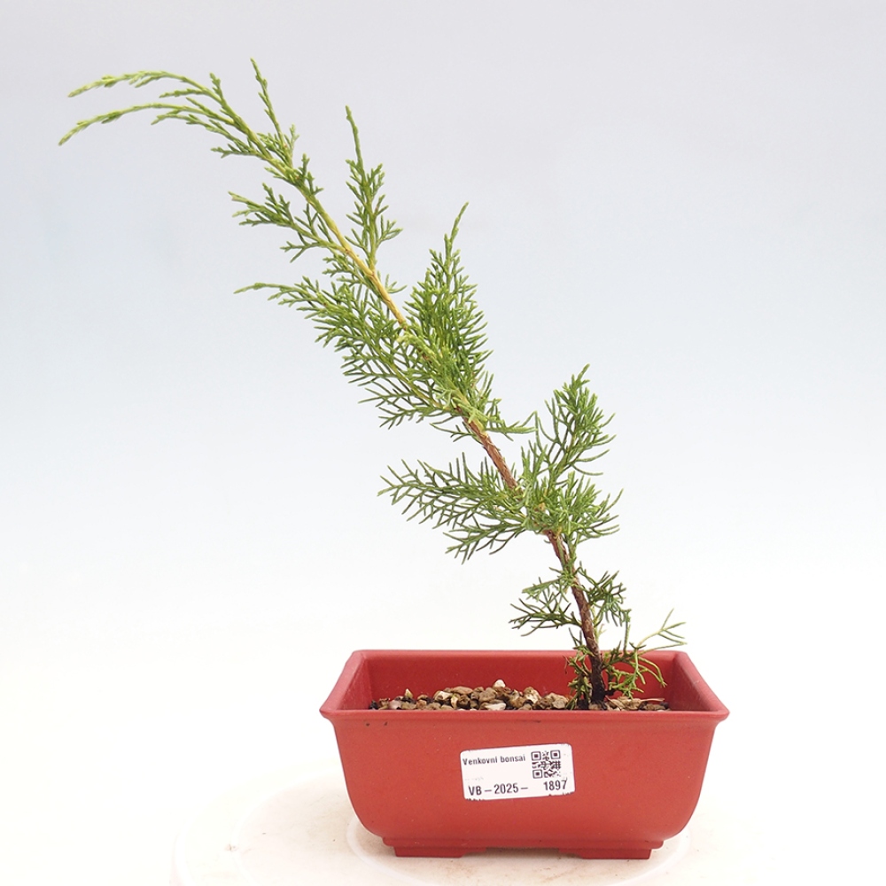 Bonsai voor buiten - Juniperus chinensis Itoigawa