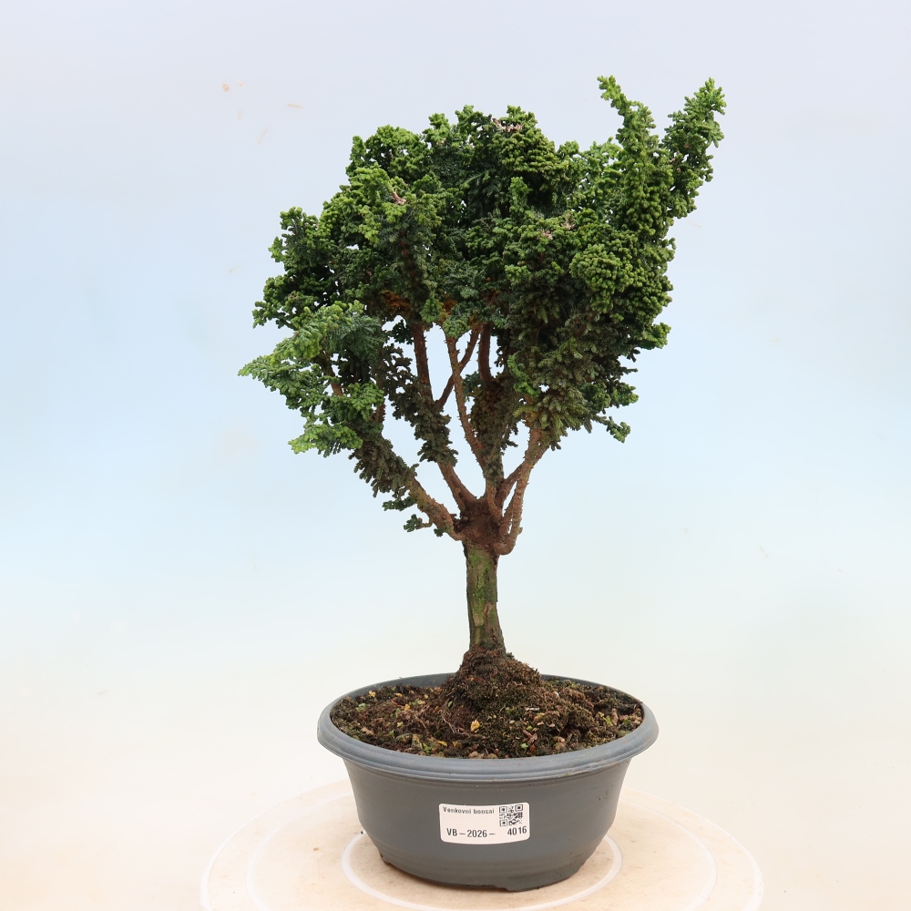 Bonsai voor buiten - Cham. obtusa SEKKA HINOKI - Cipres