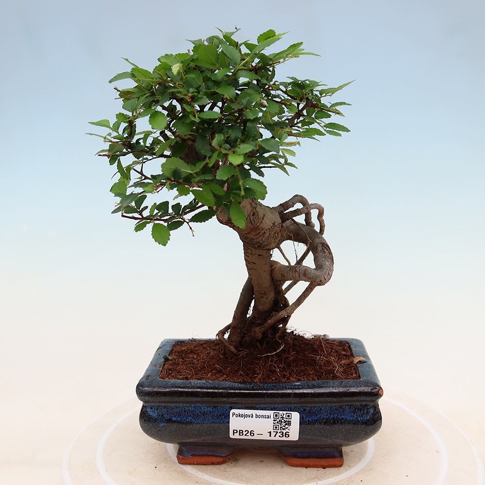 Kamerbonsai - Ulmus parvifolia - Winteriep
