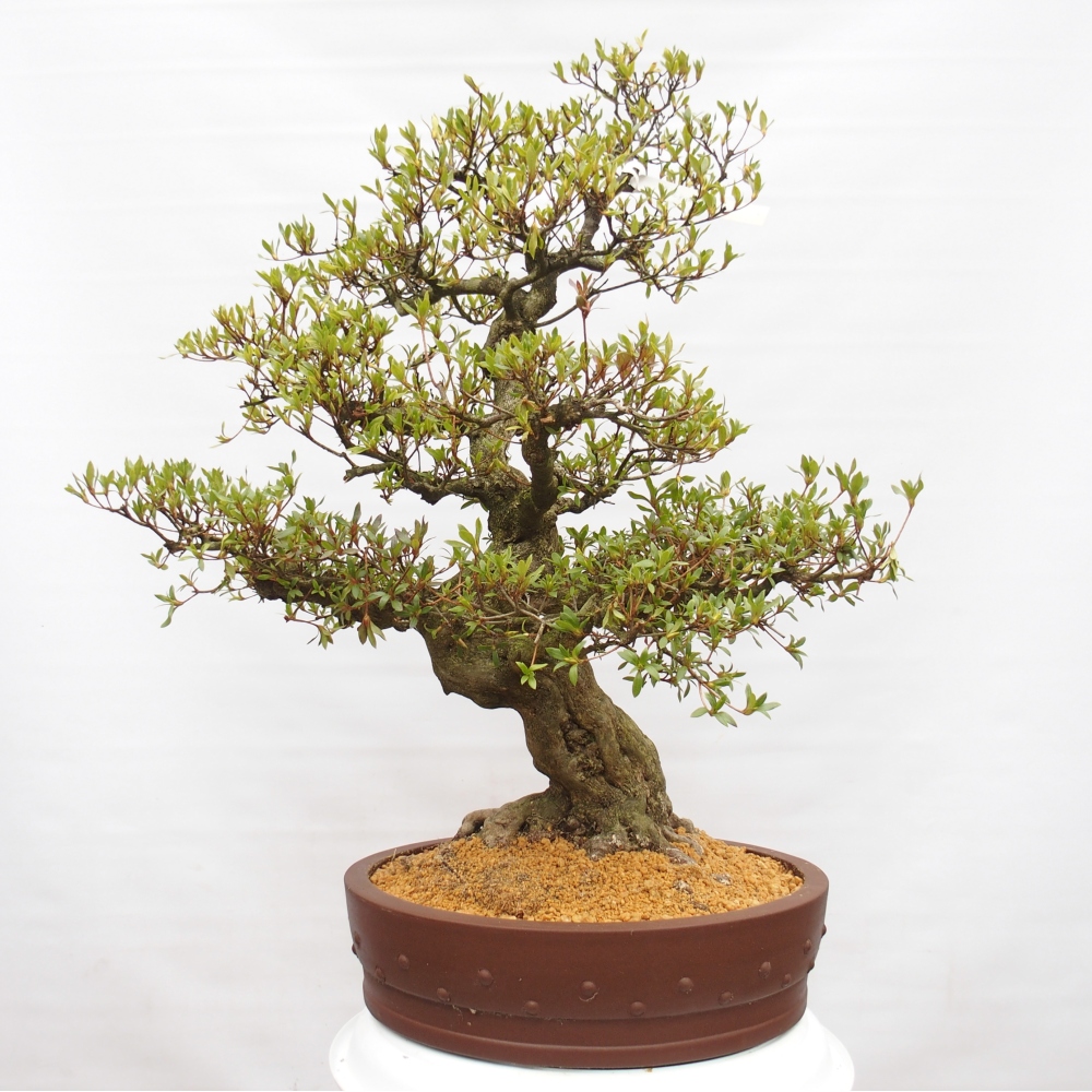 Bonsai voor buiten - Japanse Azalea - Azalea Kotobukietsu