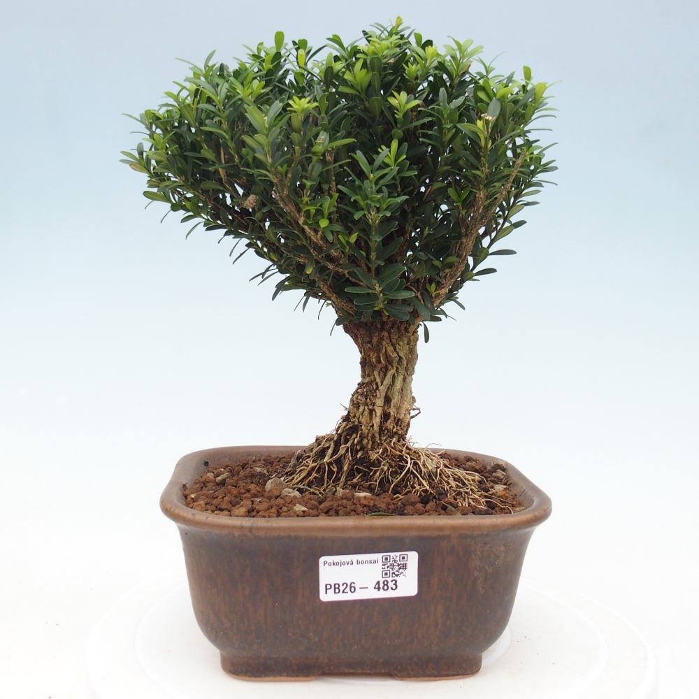Kamerbonsai - Buxus harlandii - kurk buxus