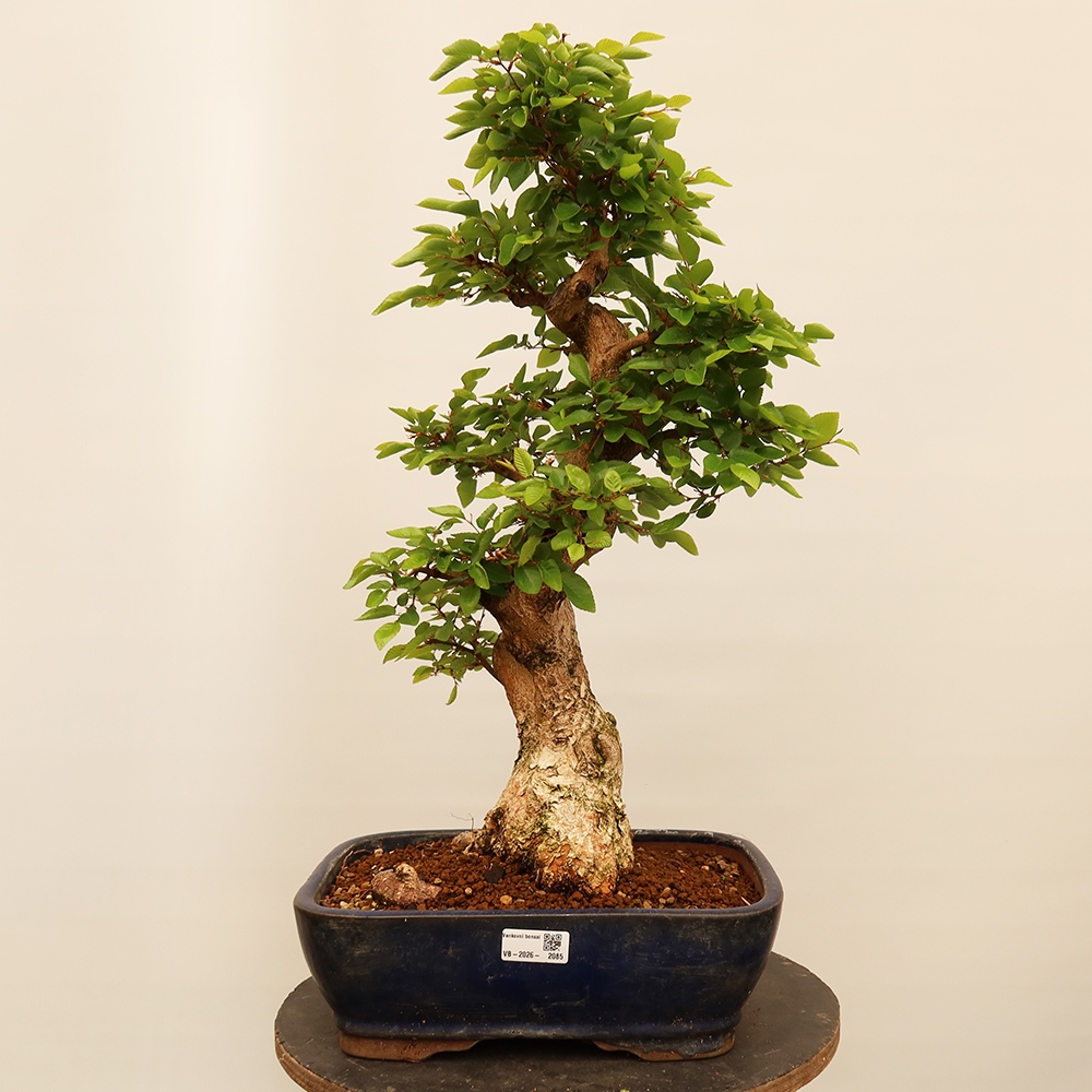 Bonsai voor buiten -Carpinus Coreana - Koreaanse haagbeuk