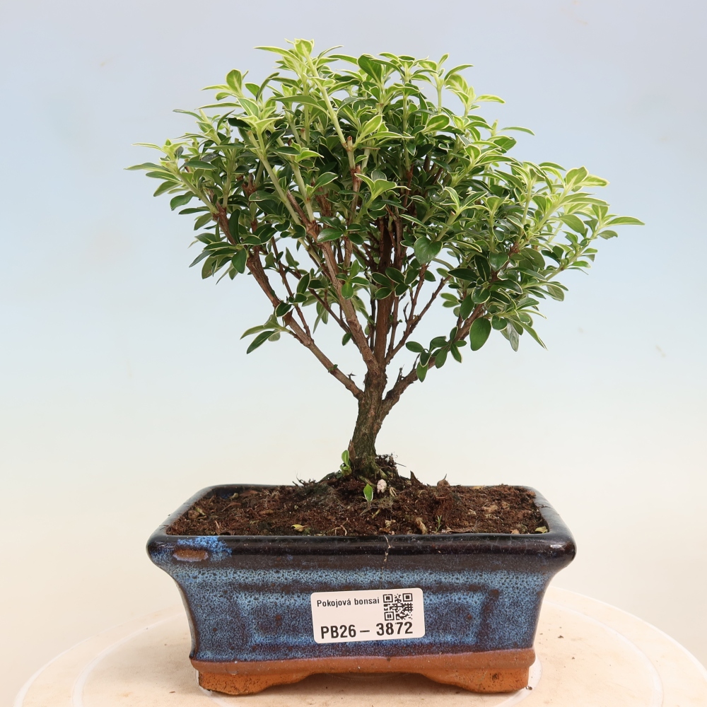Kamerbonsai - Serissa foetida Variegata - Boom van duizend sterren