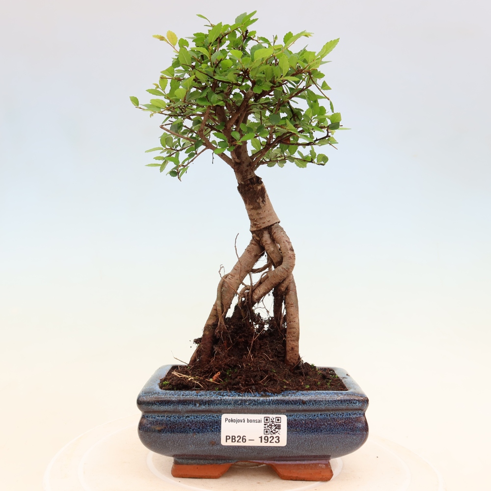 Kamerbonsai - Ulmus parvifolia - Winteriep