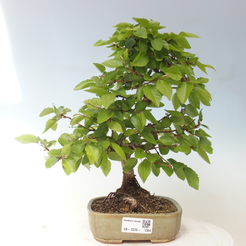 Bonsai voor buiten -Carpinus CARPINOIDES - Koreaanse haagbeuk