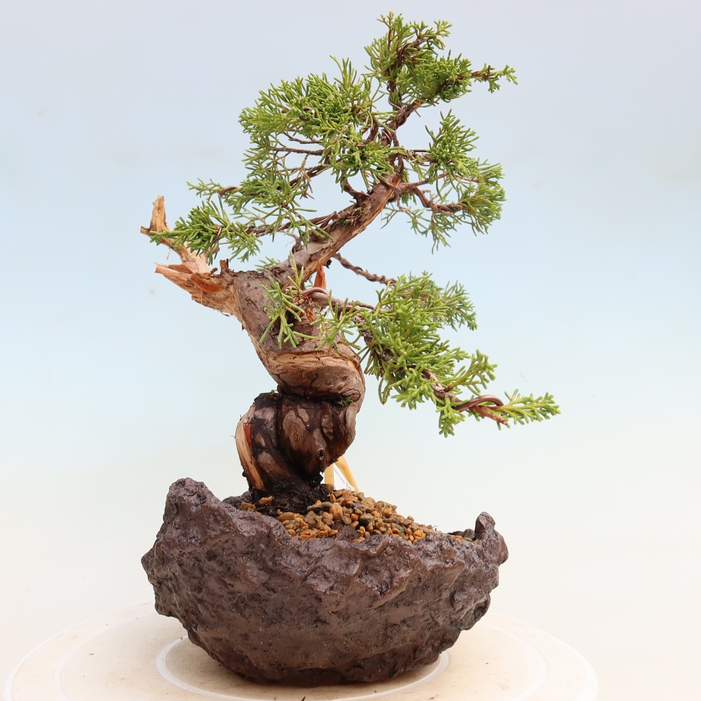 Bonsai voor buiten - Juniperus chinensis Itoigawa-Juniperus chinensis