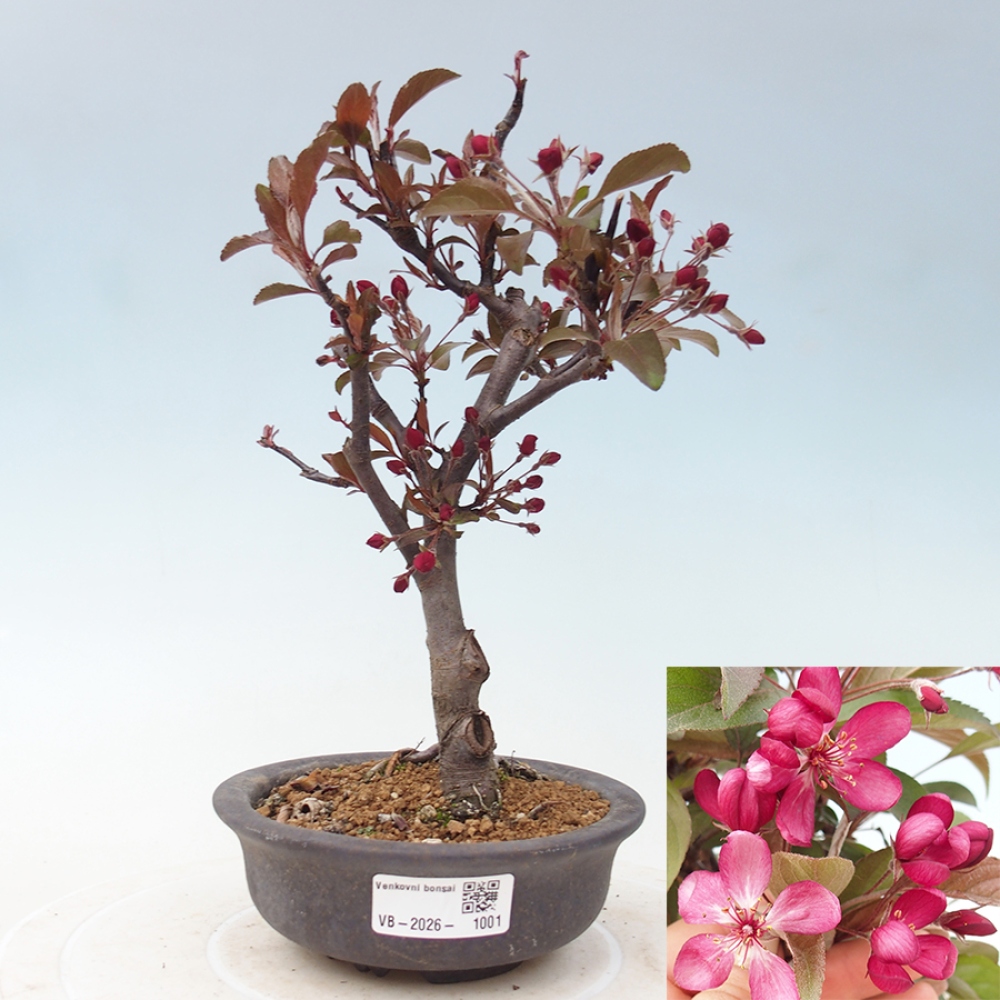 Bonsai voor buiten -Malus domestica - Roodbladige appelboom met kleine vruchten