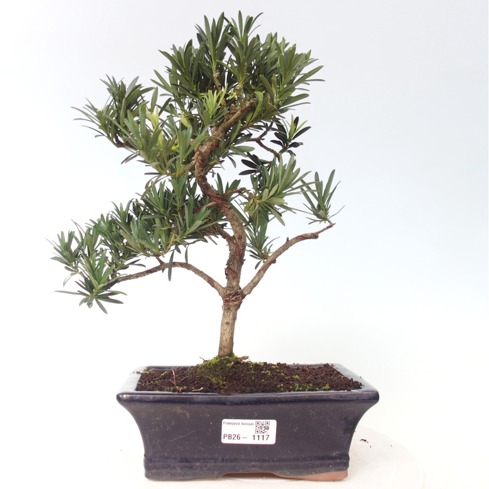 Kamerbonsai - Podocarpus - Taxus