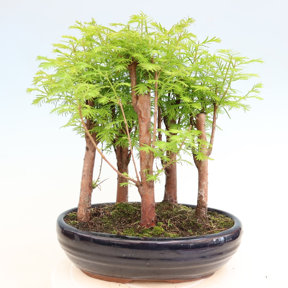 Buitenbonsai - Metasequoia glyptostroboides - Chinese metasequoia - bosje