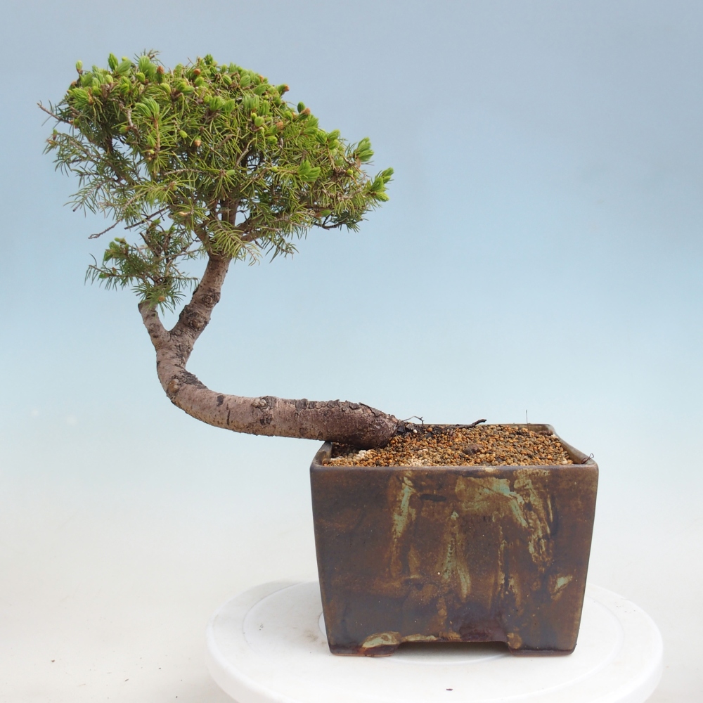 Bonsai voor buiten - Gewone spar - Picea glauca bol