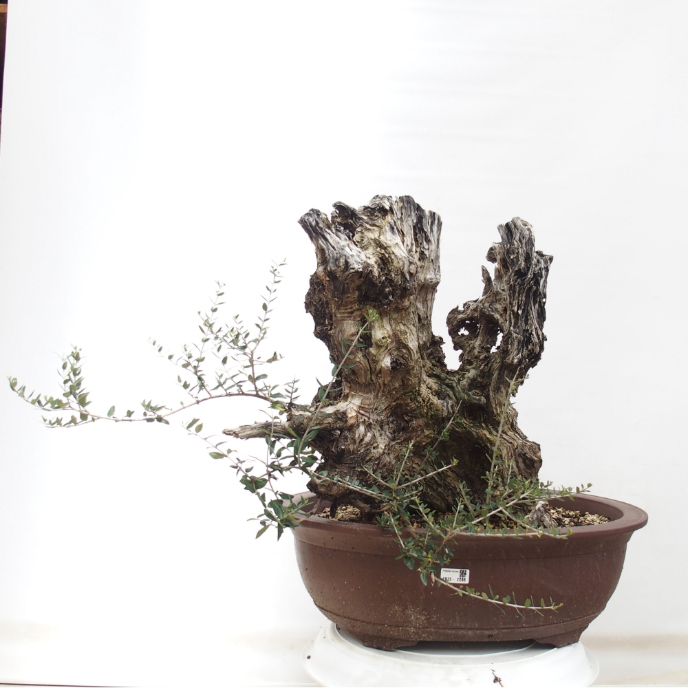 Bonsai voor binnen - Olea europaea sylvestris