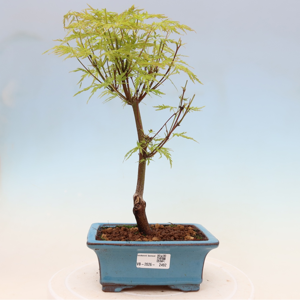 Bonsai voor buiten - Acer palmatum Dissectum