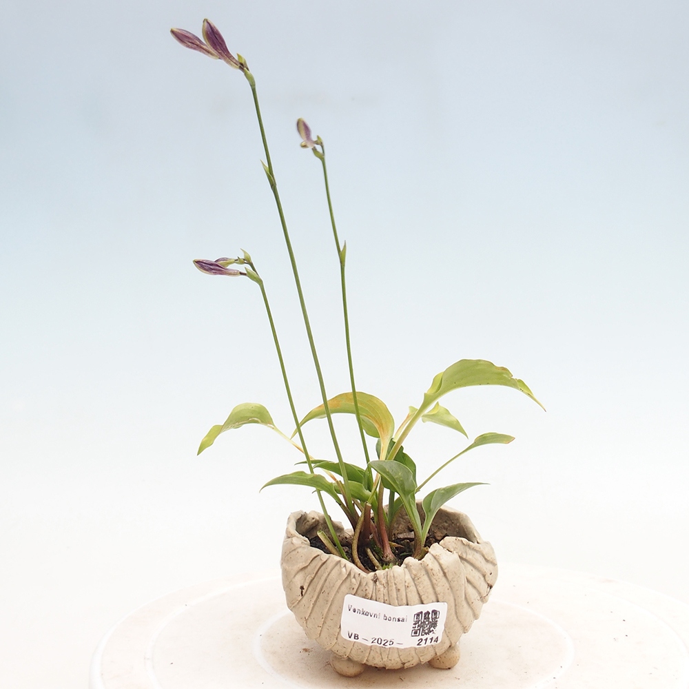 Buiten bonsai - Mini Hosta - Bohyška