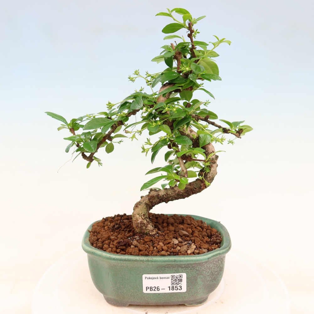 Kamerbonsai - Carmona macrophylla - Thee fuki