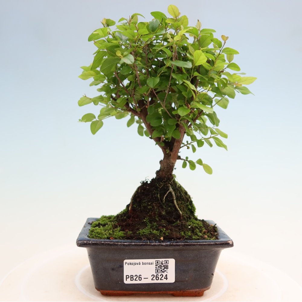 Kamerbonsai - Sageretia thea - Sageretia thea