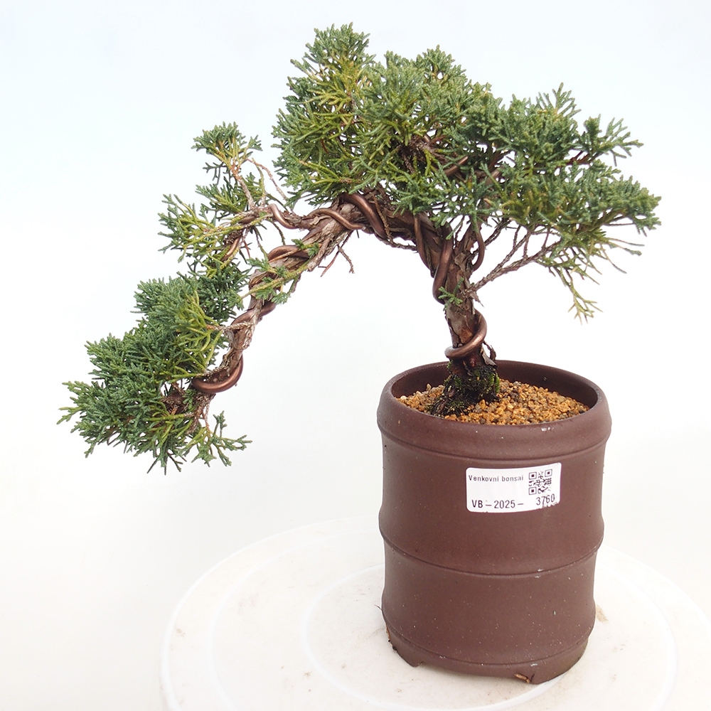 Bonsai voor buiten - Juniperus chinensis Kishu