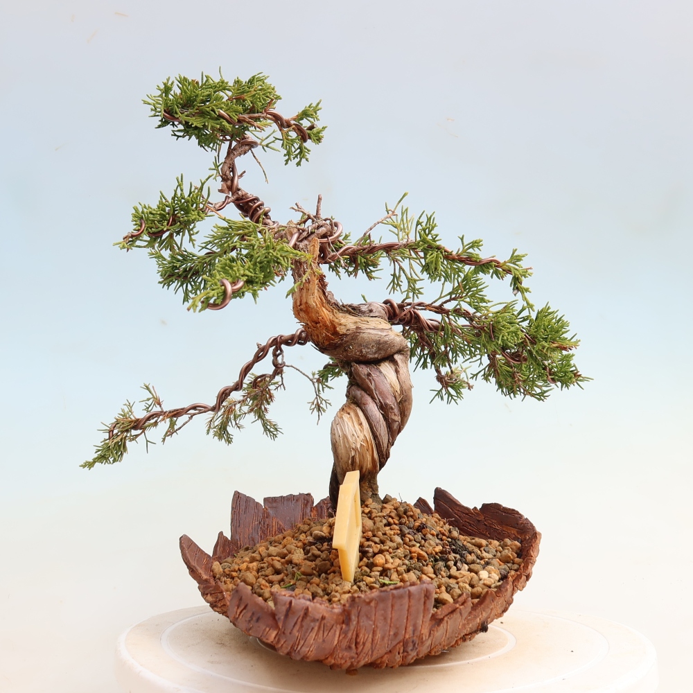 Bonsai voor buiten - Juniperus chinensis Itoigawa-Juniperus chinensis