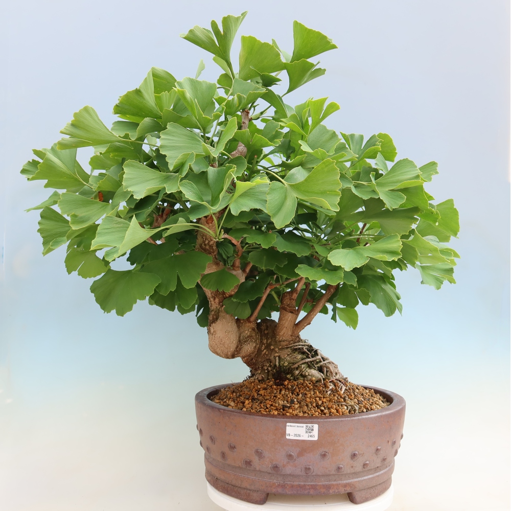 Bonsai voor buiten - Ginkgo biloba