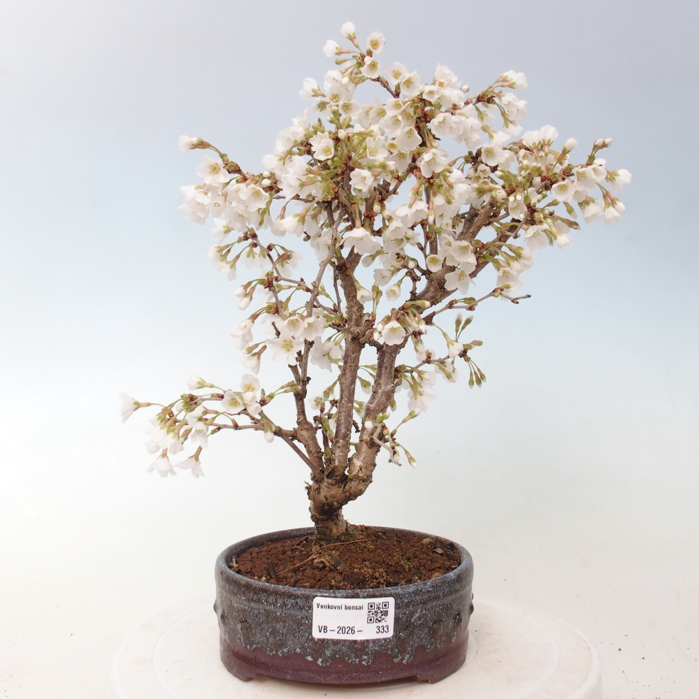 Bonsai voor buiten - Prunus incisa Kojou-no mai-Plivon uitgesneden