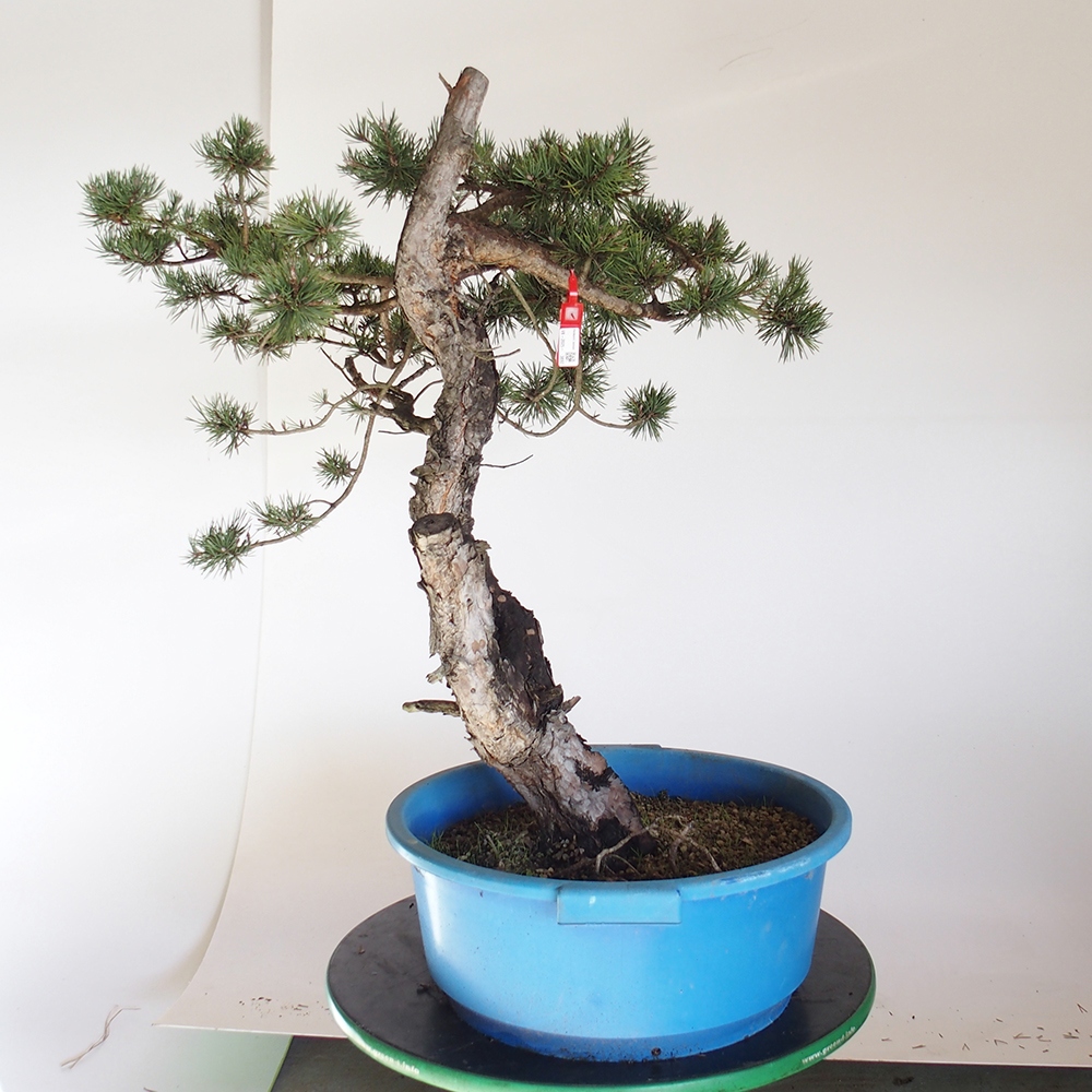 Yamadori - Pinus sylvestris Spanje