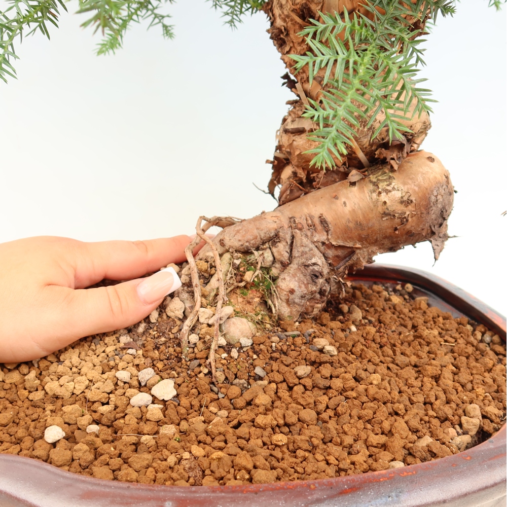 Kamerbonsai - Araucaria - kamer spar