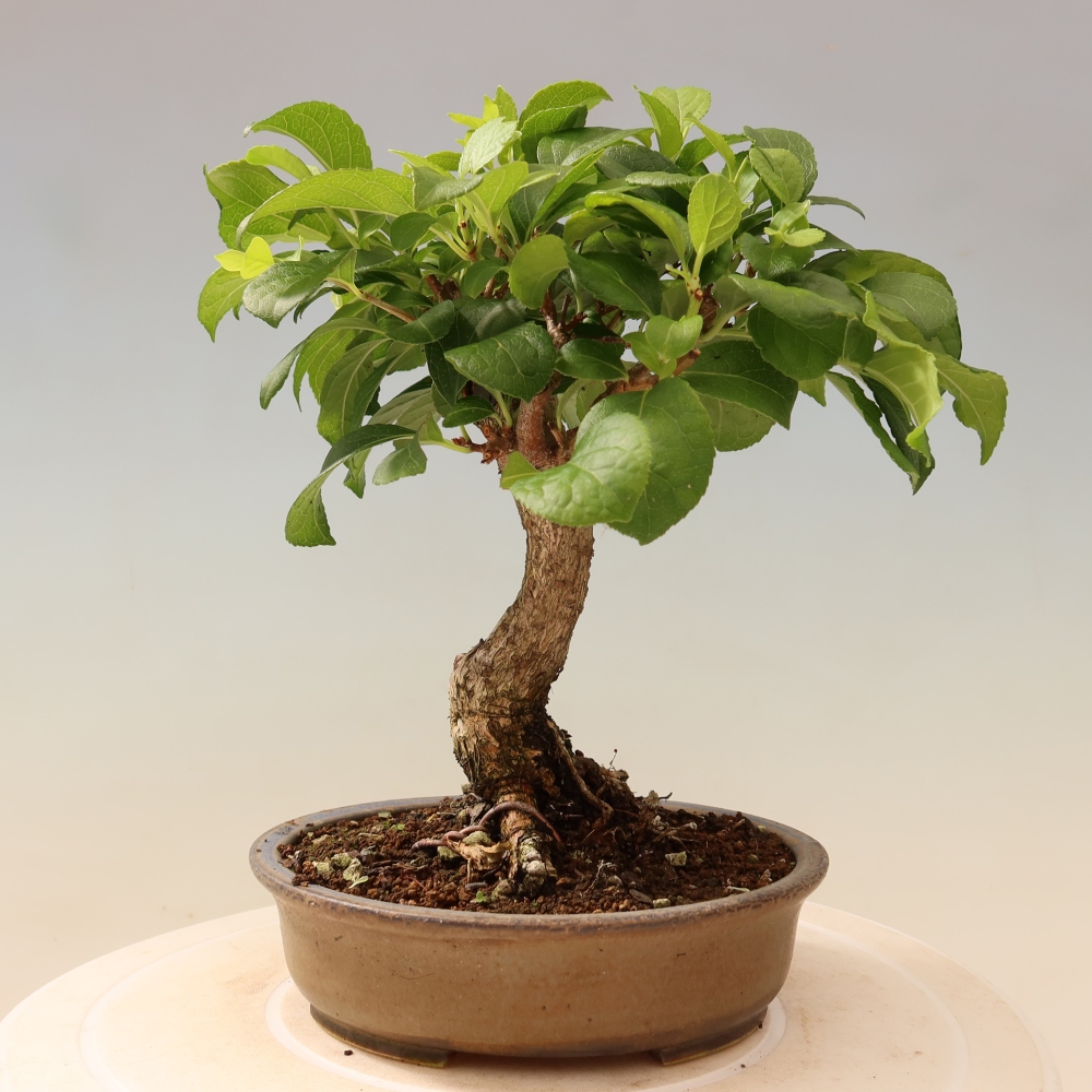 Bonsai voor buiten - Celastrus orbiculatus
