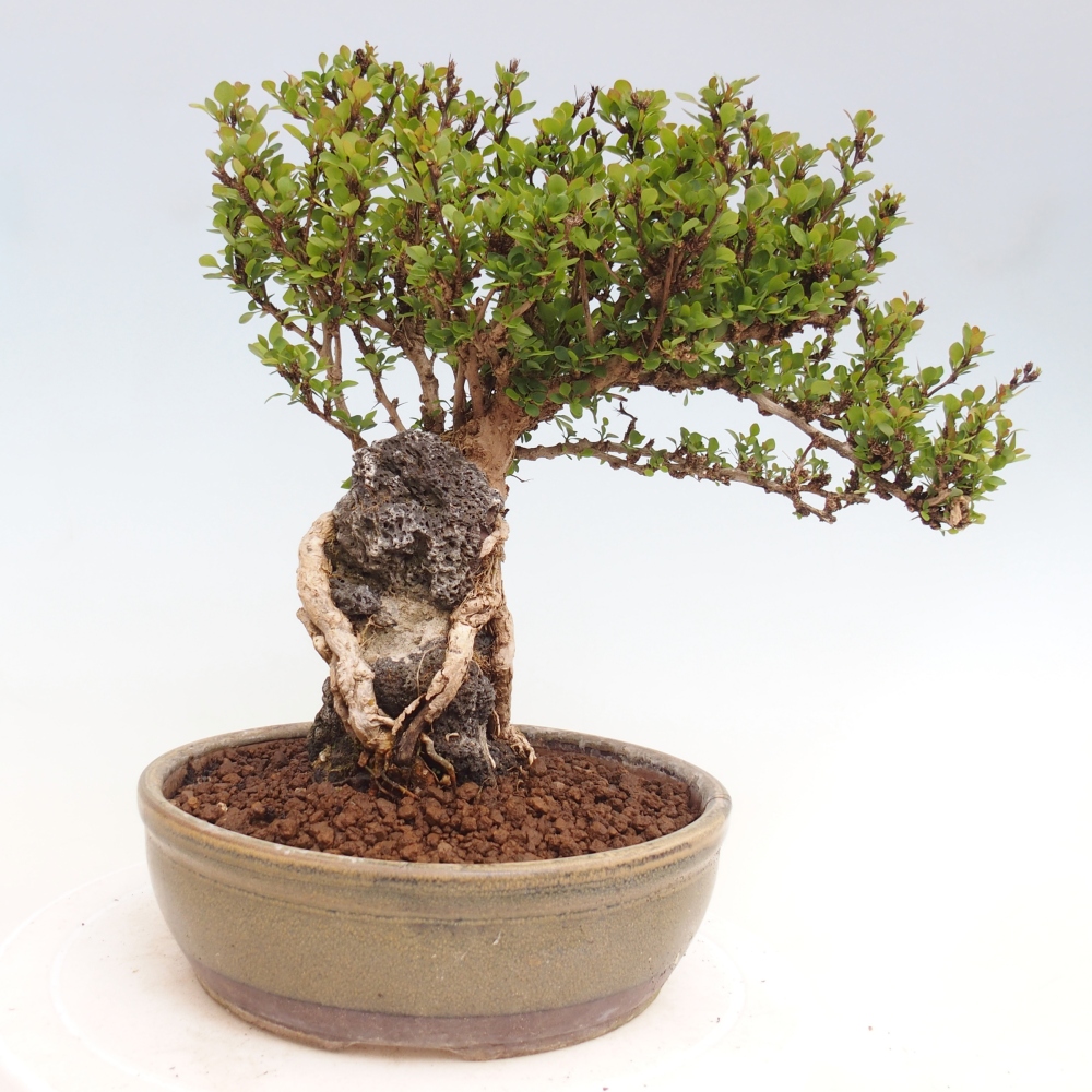 Bonsai voor buiten - Berberis coreana