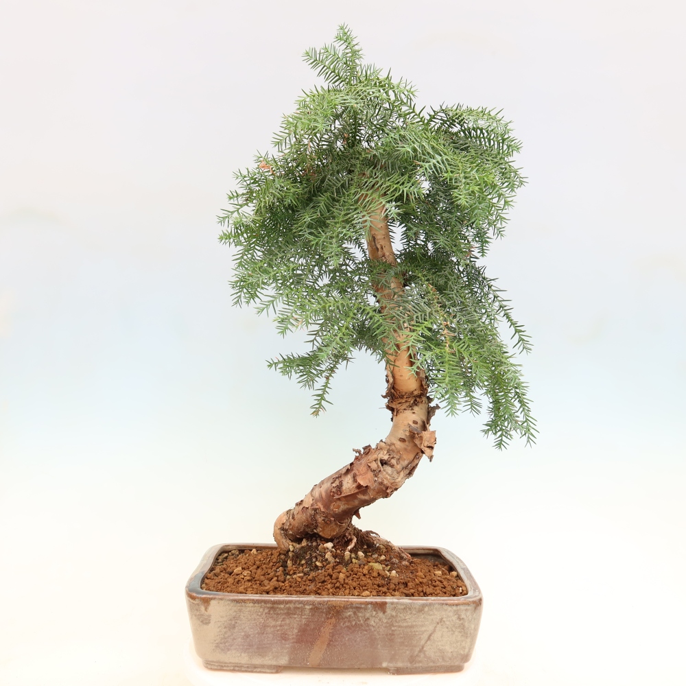 Kamerbonsai - Araucaria - kamer spar