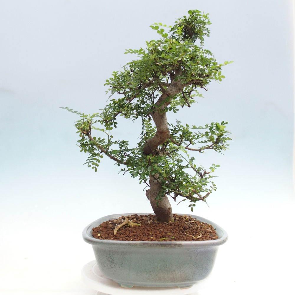 Kamerbonsai - Zantoxylum piperitum - peperboom