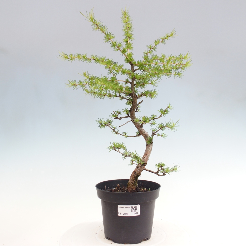 Bonsai voor buiten -Larix decidua - Lariks