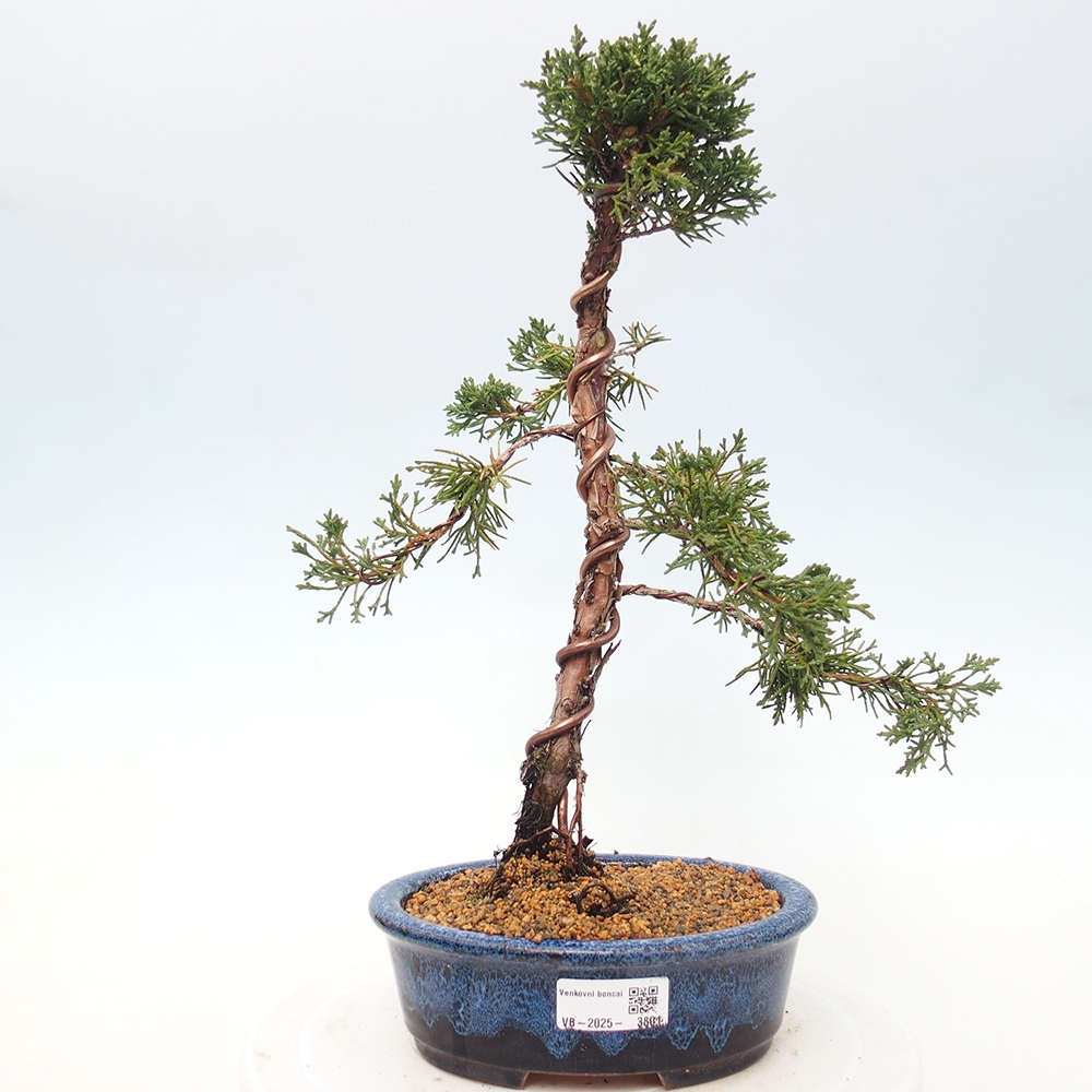 Bonsai voor buiten - Juniperus chinensis Kishu