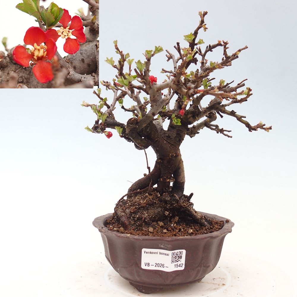 Bonsai voor buiten - Chaneomeles speciosa - Kweepeer