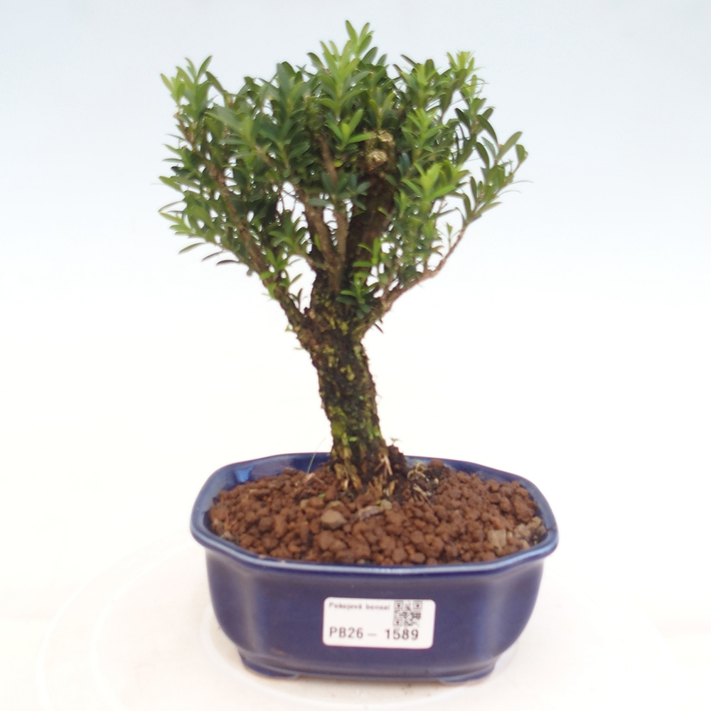 Kamerbonsai - Buxus harlandii - kurk buxus