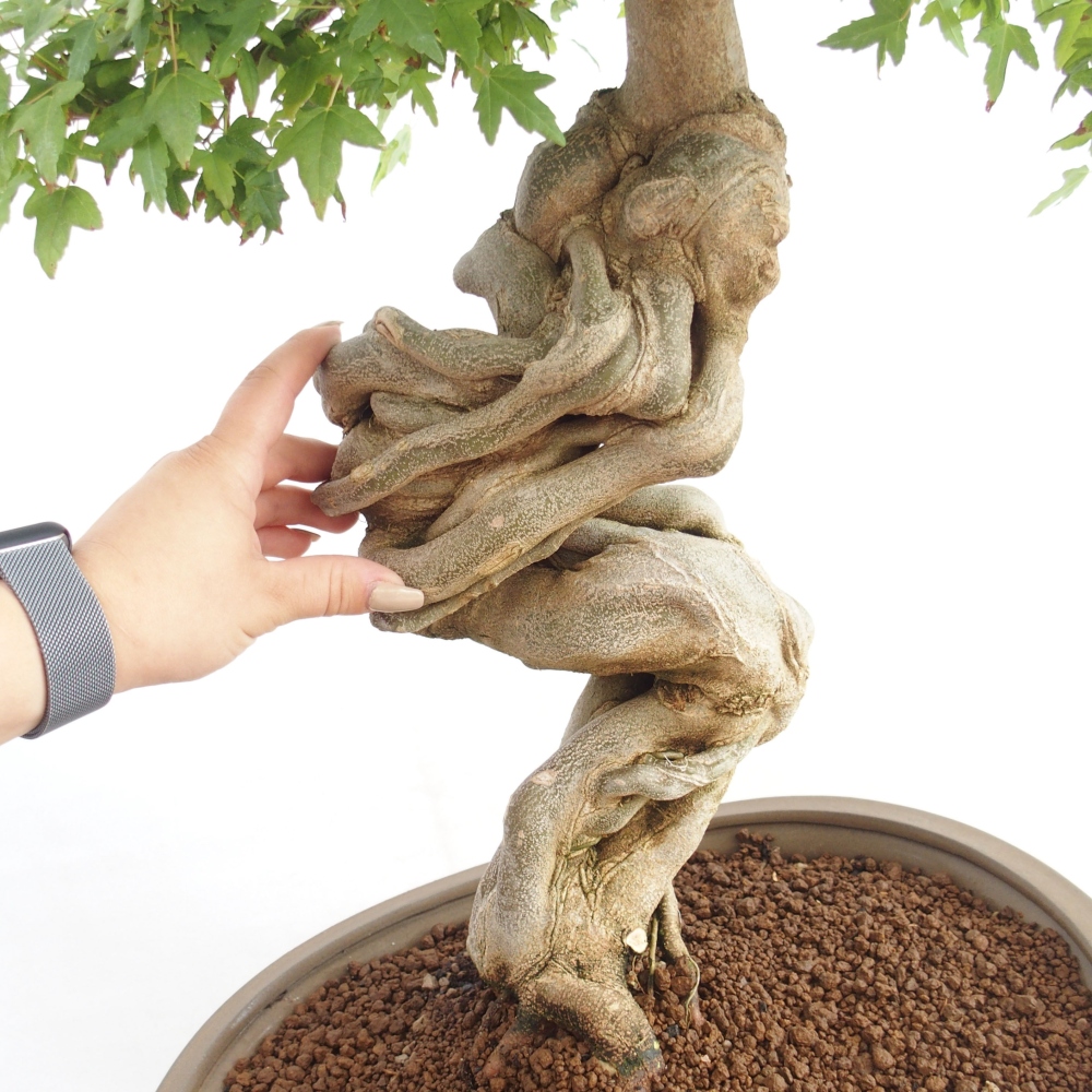 Bonsai voor buiten - Acer Buergerianum - Burgeresdoorn