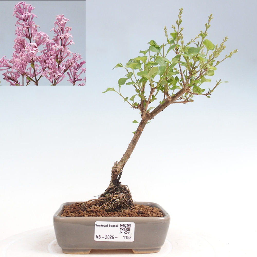 Bonsai voor buiten - Syringa Meyeri Palibin - Meyersering