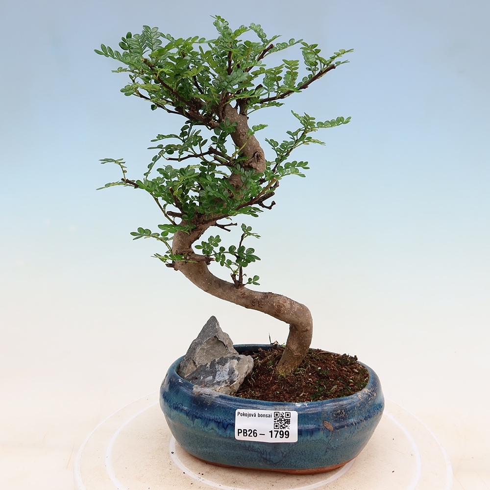 Kamerbonsai - Zantoxylum piperitum - peperboom