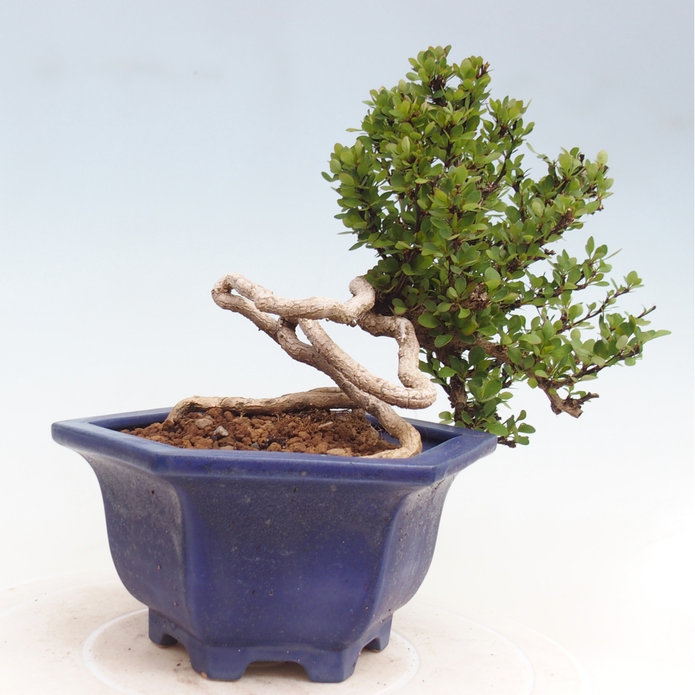 Bonsai voor buiten - Berberis coreana