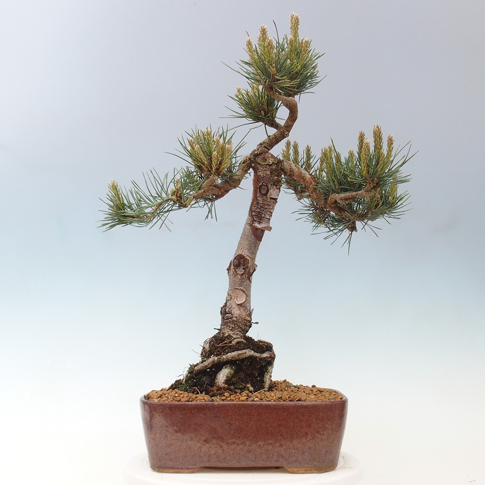 Bonsai voor buiten - Pinus Sylvestris Watererri - grove den