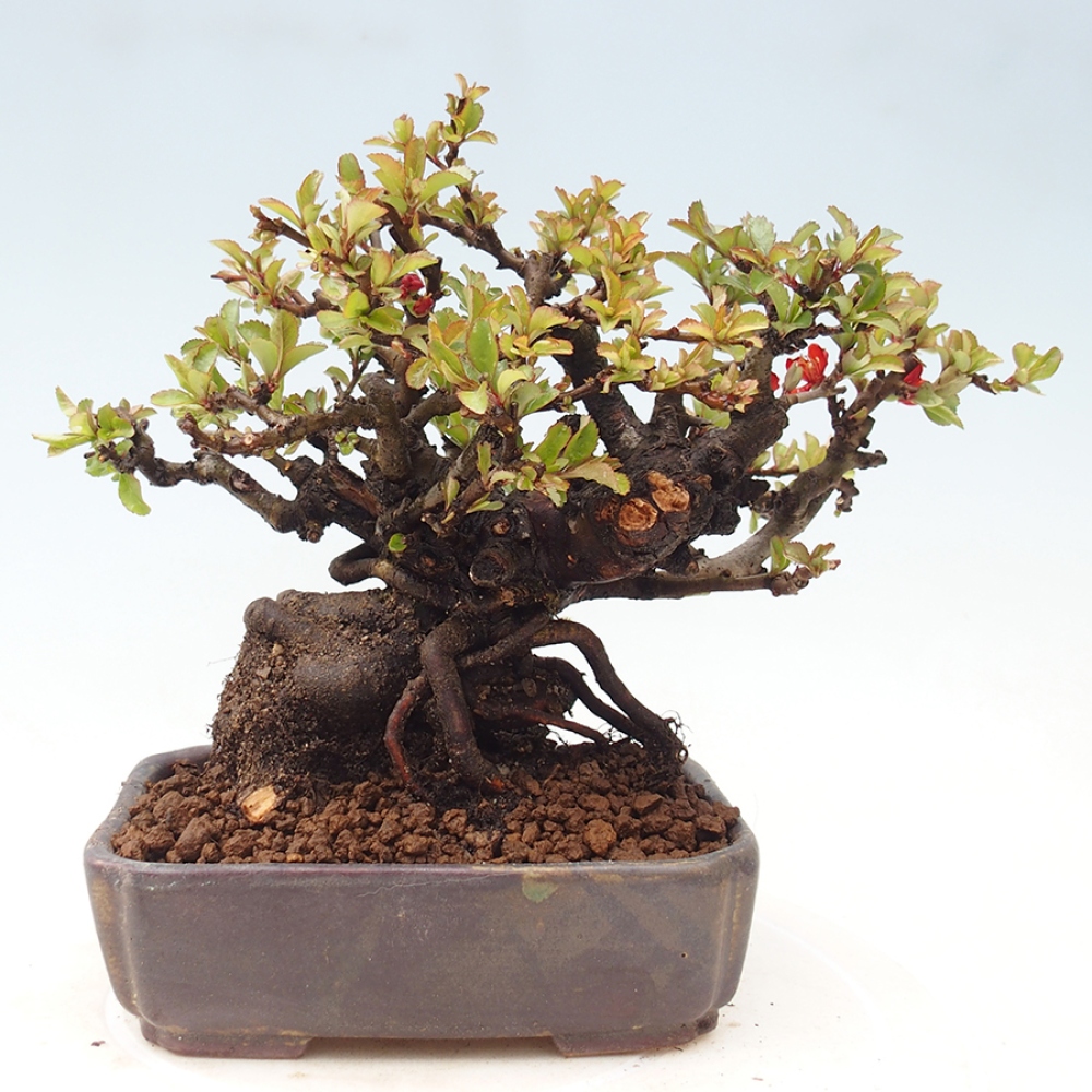 Bonsai voor buiten - Chaneomeles speciosa - Kweepeer